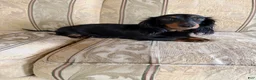 Miniature Dachshund dogs for sale: Molly - Ad 14