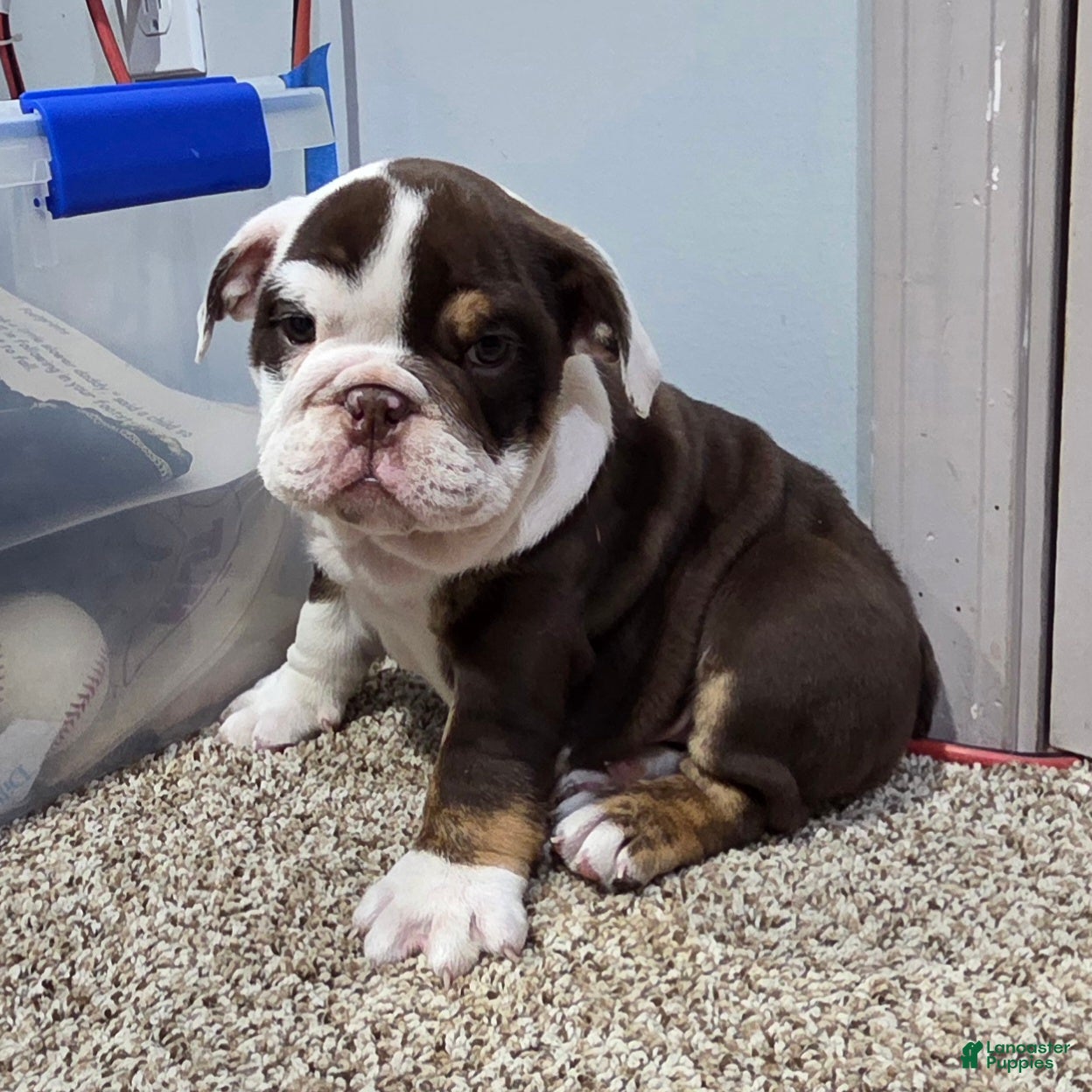 English Bulldog dogs Bell - Ad 1