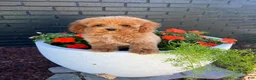 Toy Poodle dogs for sale: 🤎🐩Theo🤎🐩 - Ad 6