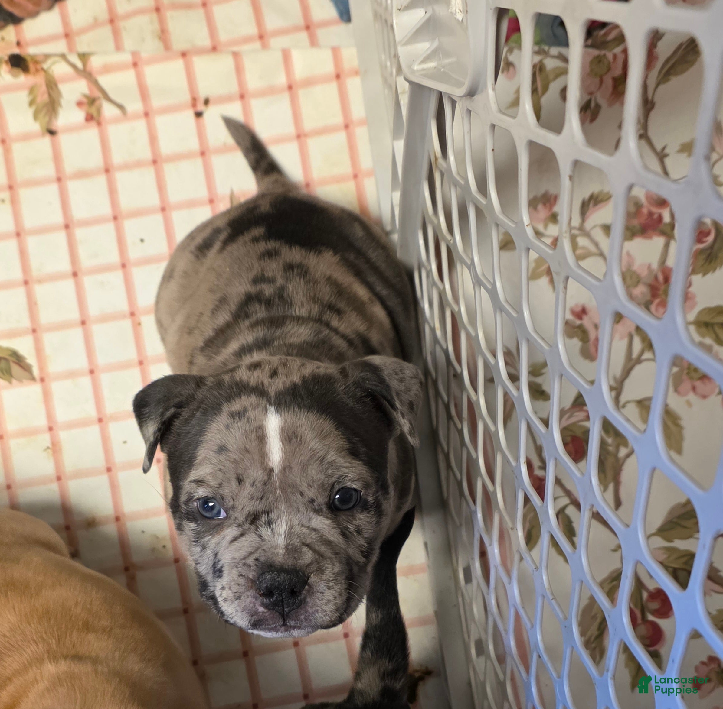 American Bully dogs Lotus Elise - Ad 19