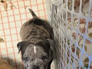 American Bully dogs Lotus Elise - Ad 19