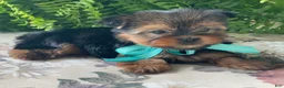 Yorkshire Terrier dogs for sale: Sushi - Ad 15