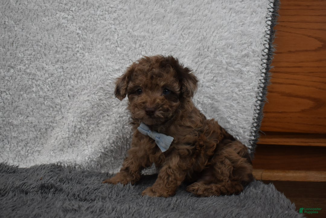 Toy Poodle dogs for sale: Toy Poodle Puppy 1 - Ad 4
