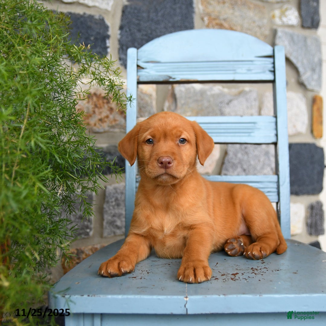 Labrador Retriever dogs for sale: Cheddar - Ad 3