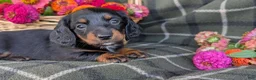 Dachshund dogs for sale: Tinker  - Ad 3