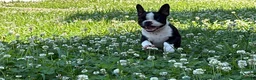 Boston Terrier dogs for sale: Clifford - Ad 5
