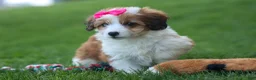 Corgipoo dogs for sale: NALA - Ad 11