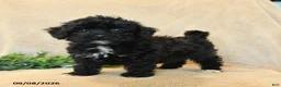 Havapoo dogs for sale: Peanut  - Ad 3