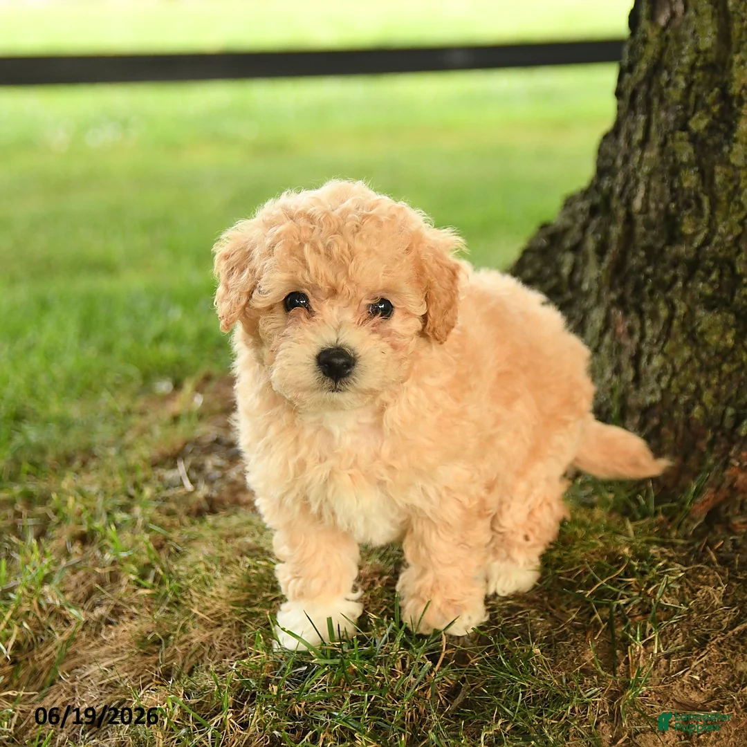 Bichpoo dogs for sale: Donna - Ad 1
