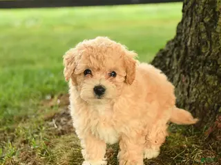 Bichpoo dogs for sale: Donna - Ad 4