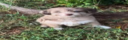 Pomapoo dogs for sale: Pomapoo 3 - Ad 1