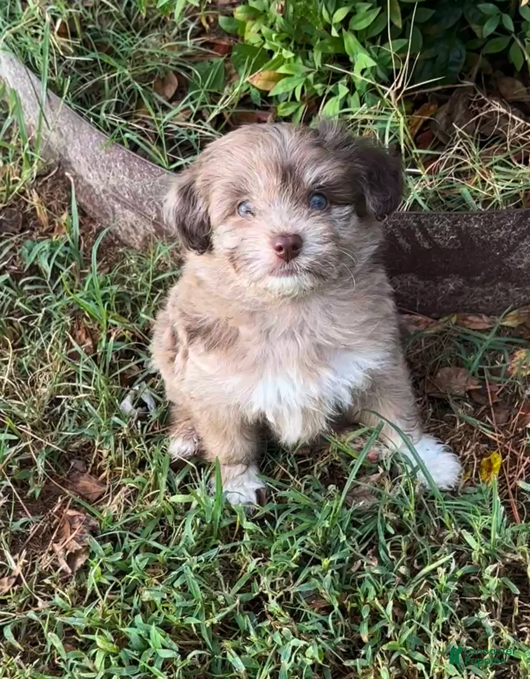 Pomapoo dogs for sale: Pomapoo 3 - Ad 1