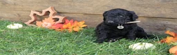 Goldendoodle dogs for sale: Emma - Ad 4