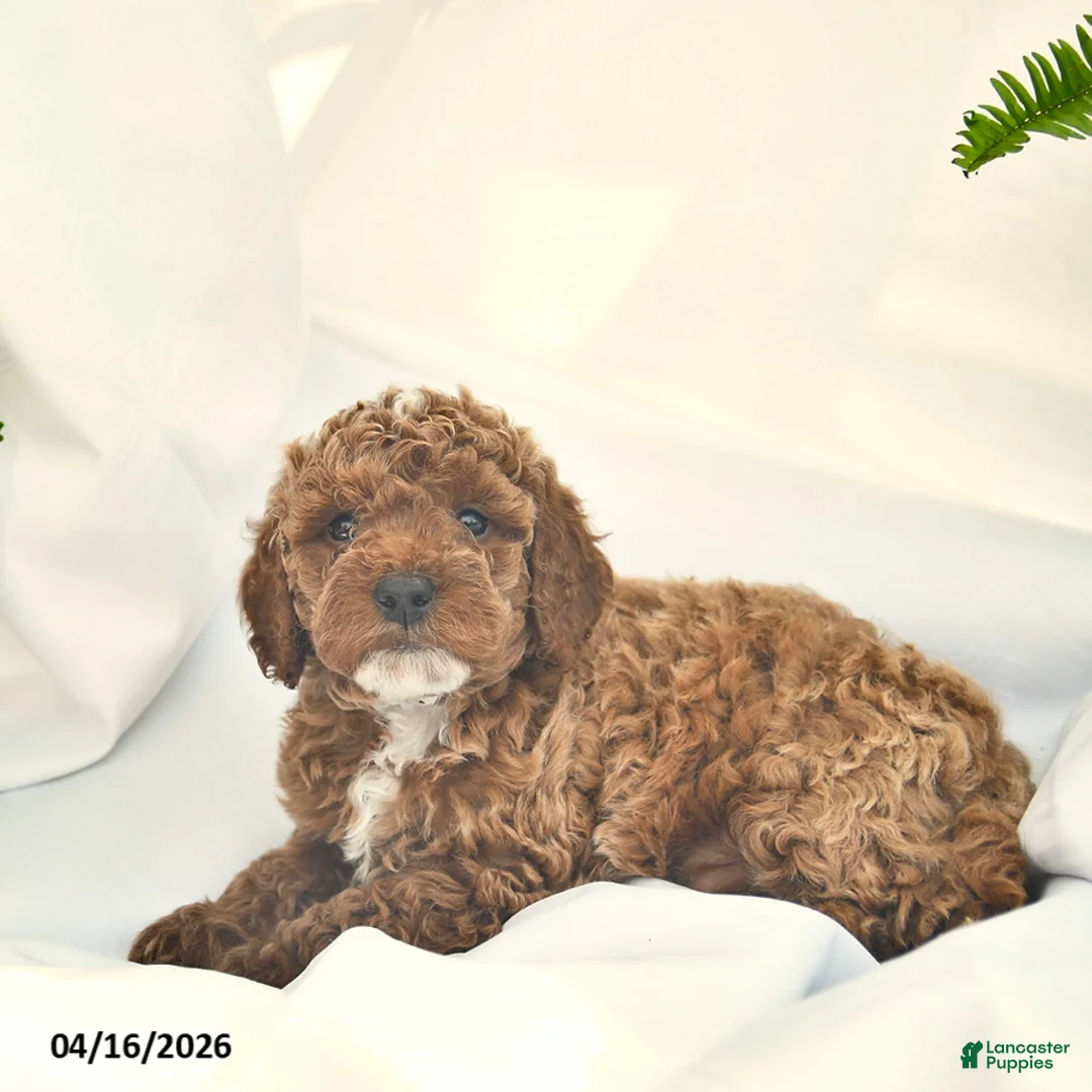 Miniature Poodle dogs for sale: Christopher  - Ad 3