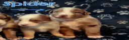 Australian Shepherd dogs for sale: Spider - Ad 5