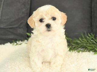 Mixed Breed dogs Minnie - Ad 34