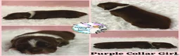 Australian Shepherd dogs for sale: Cricket - Ad 6