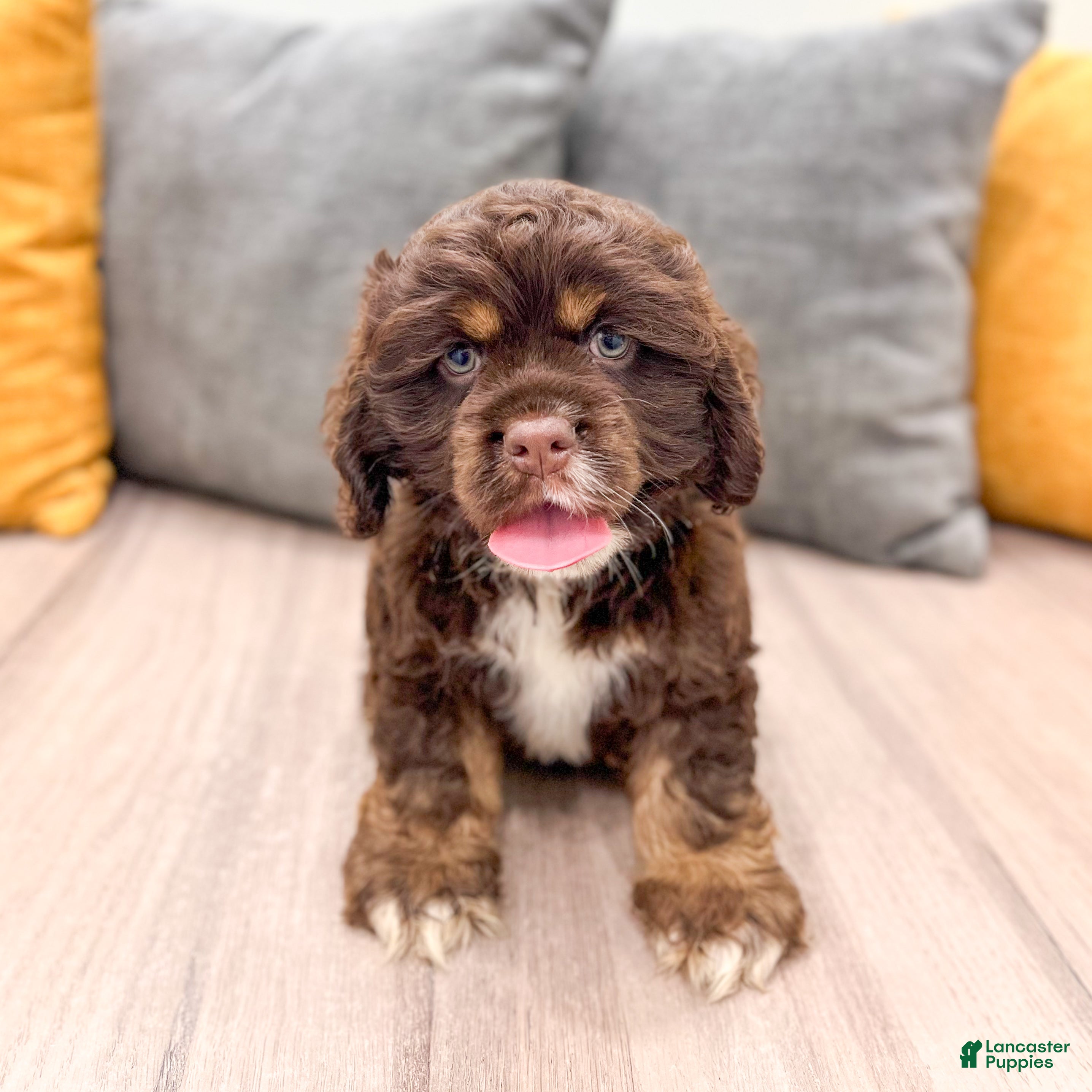 Cocker Spaniel dogs Palmer - Ad 1