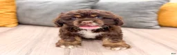 Cocker Spaniel dogs for sale: Palmer - Ad 1