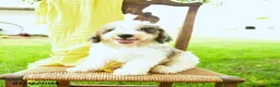 Mini Bernedoodle dogs for sale: Cara  - Ad 3
