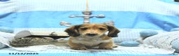 Miniature Dachshund dogs for sale: Aspen - Ad 8