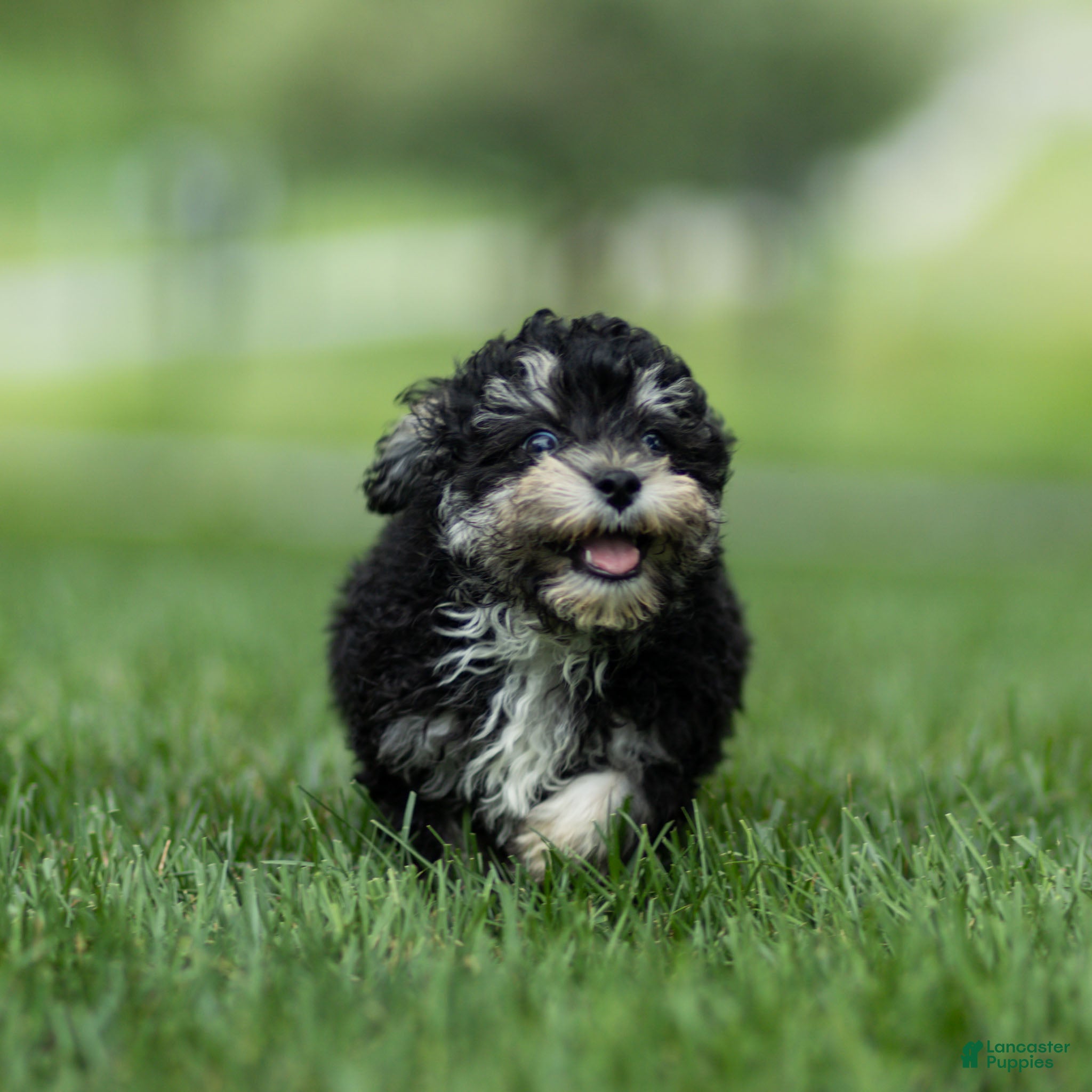 Maltipoo dogs Woody Maltipoo  - Ad 1