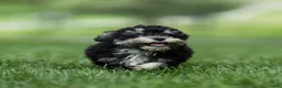 Maltipoo dogs for sale: Woody Maltipoo  - Ad 11