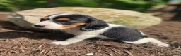 Beaglier dogs for sale: Amber - Ad 3
