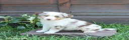 Australian Shepherd dogs for sale: Misty - Ad 3
