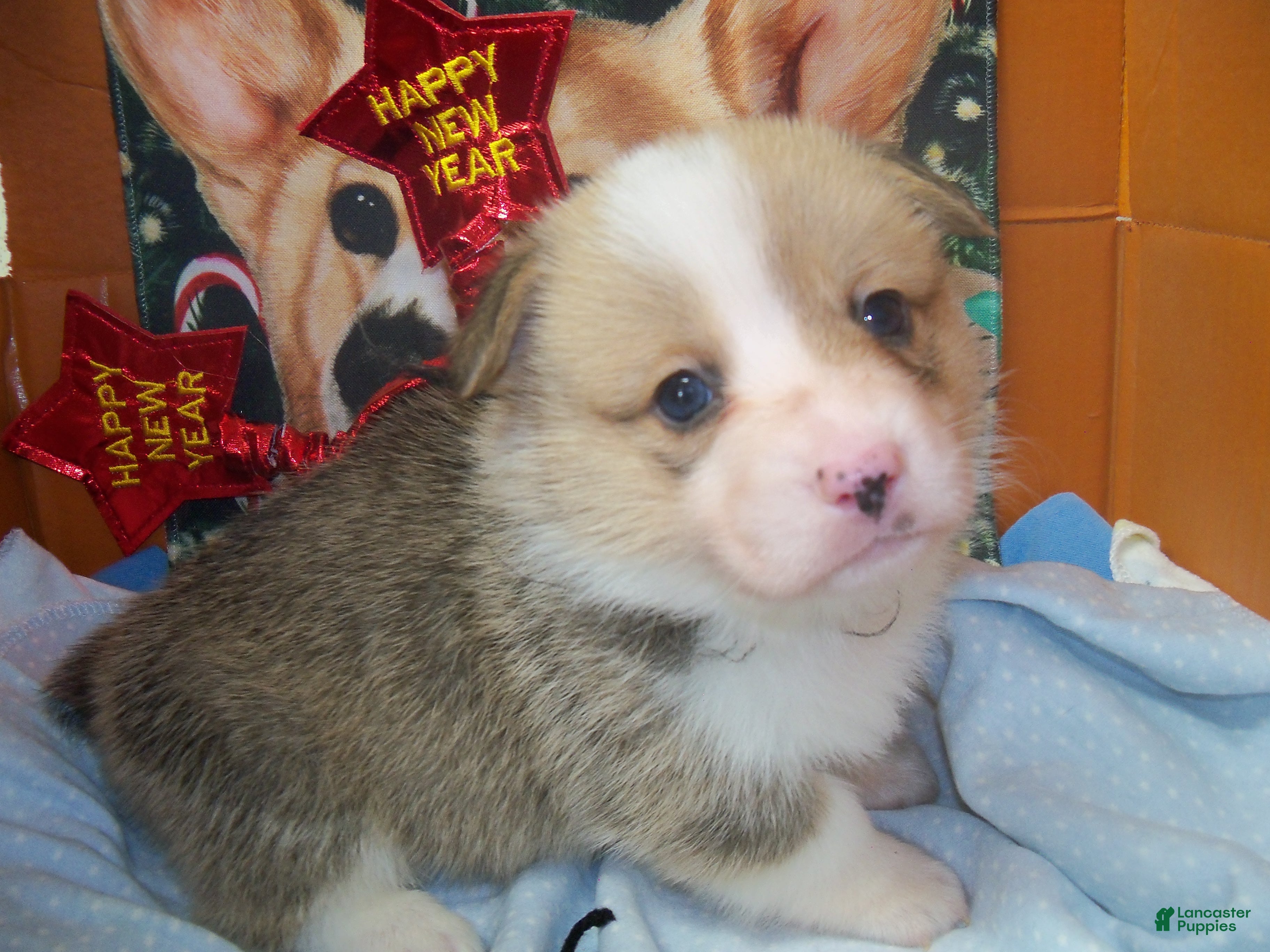 Welsh Corgi Pembroke dogs Grover - Ad 29