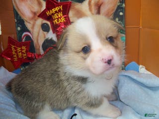 Welsh Corgi Pembroke dogs Grover - Ad 29