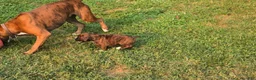 Boxer dogs for sale: Brownie - Ad 11