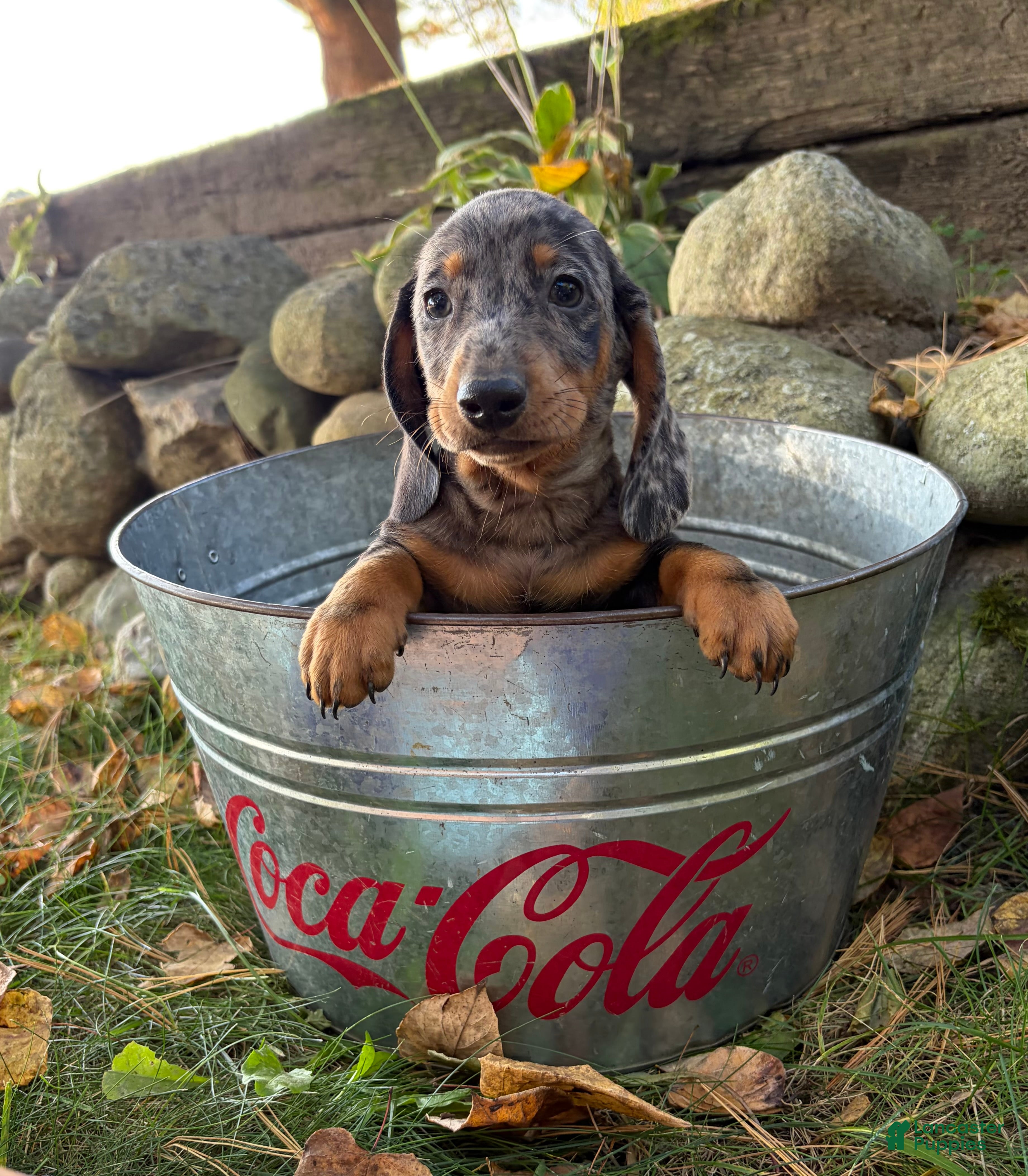 Dachshund dogs Theo - Ad 2
