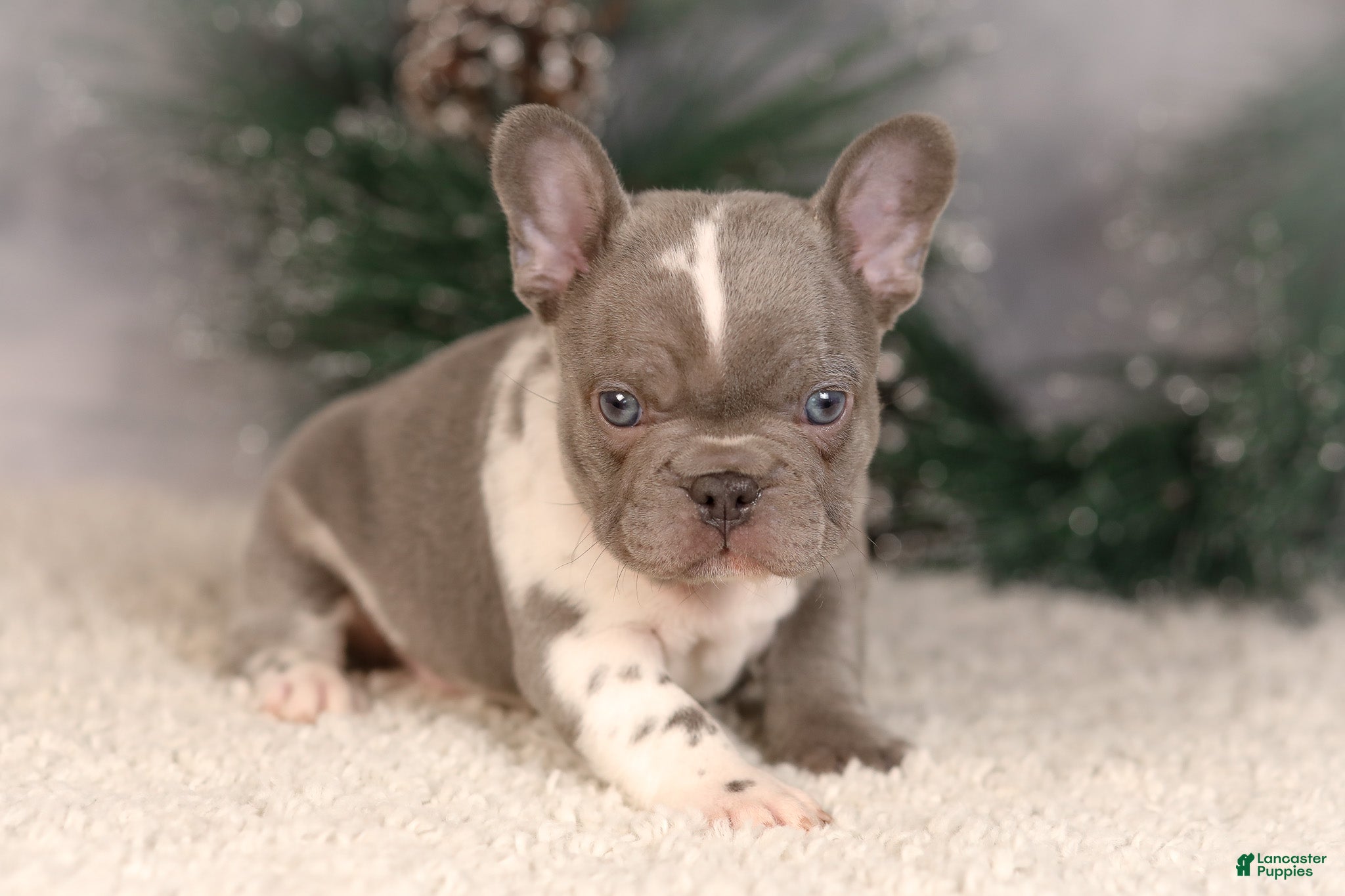 French Bulldog dogs Baxter - Ad 2