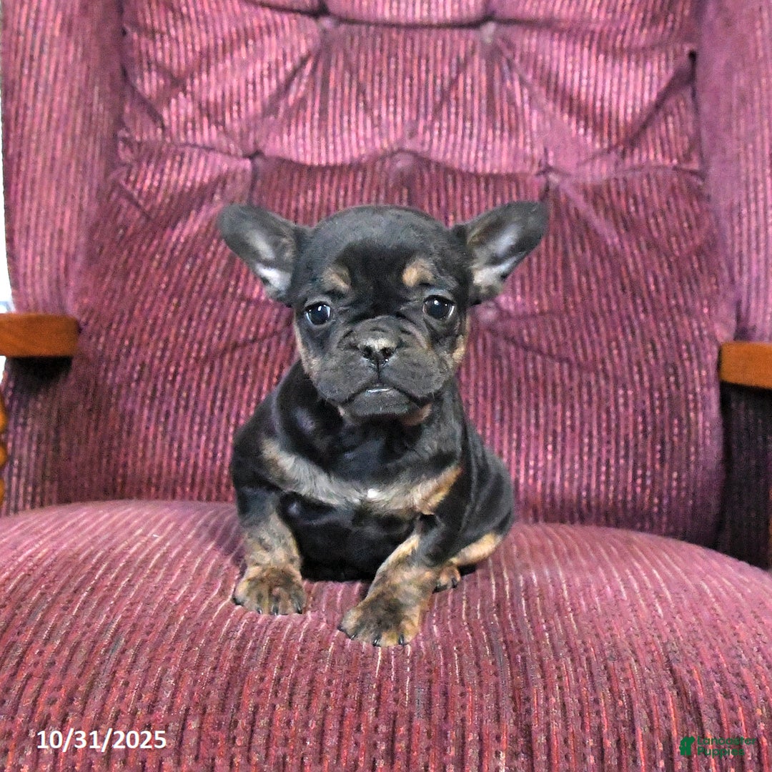 French Bulldog dogs for sale: Bandit - Ad 2