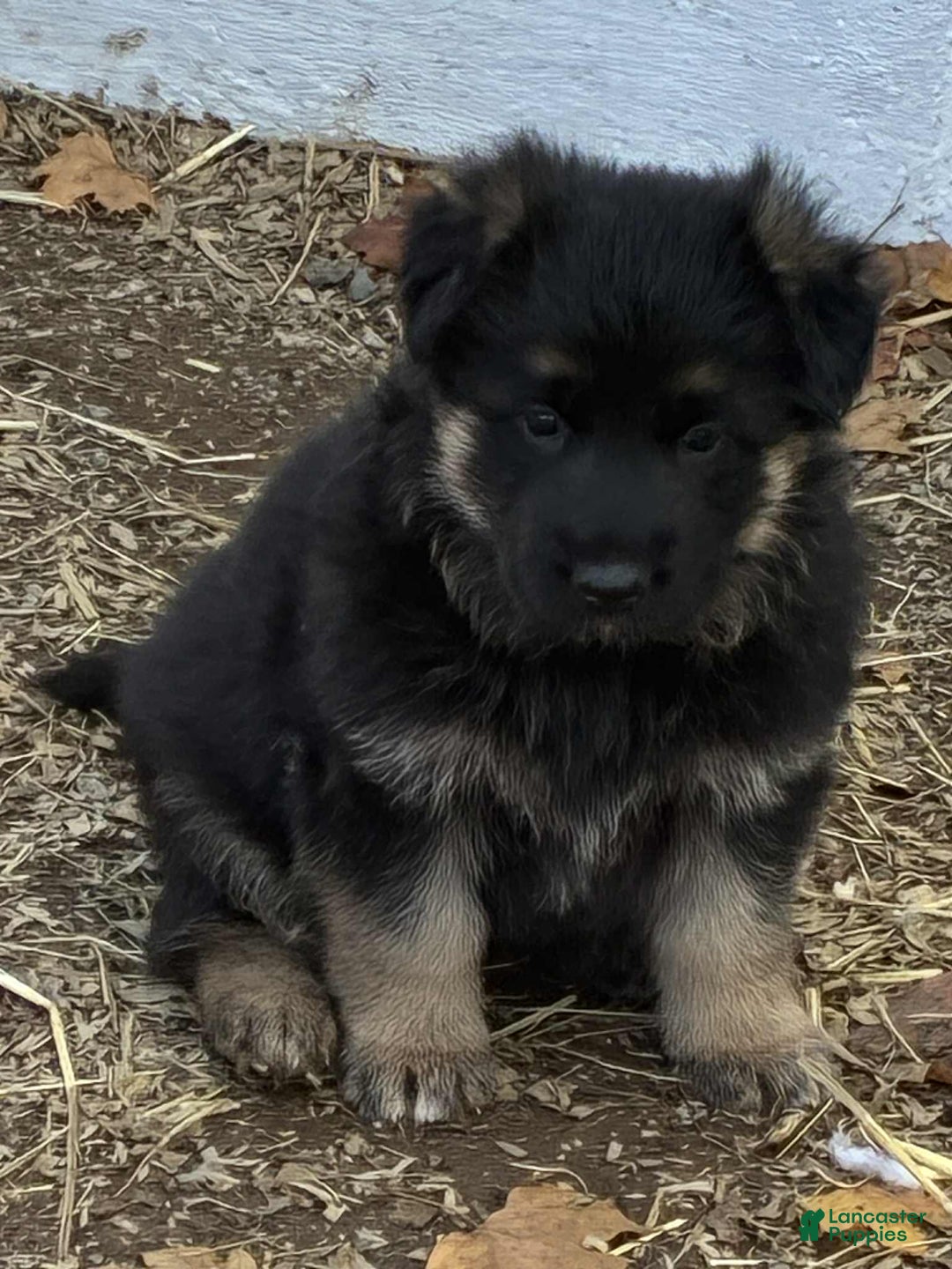 German Shepherd dogs for sale: German Shepherd Puppy 4 - Ad 4