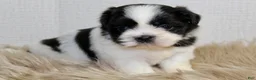 Shih Tzu dogs for sale: Dot - Ad 6