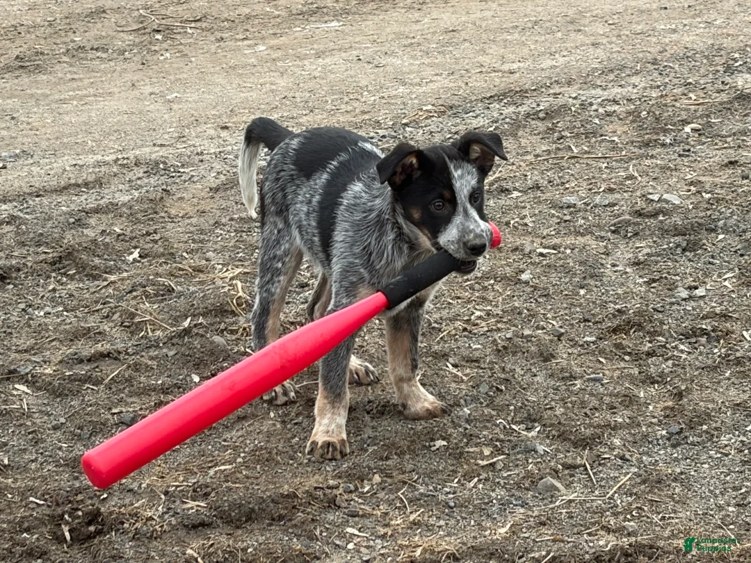 Mixed Breed dogs for sale: Blue Heeler/Border Collie - Ad 2