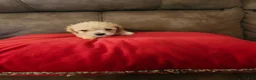 Toy Poodle dogs for sale: Toy Poodle Puppy 1 - Ad 4