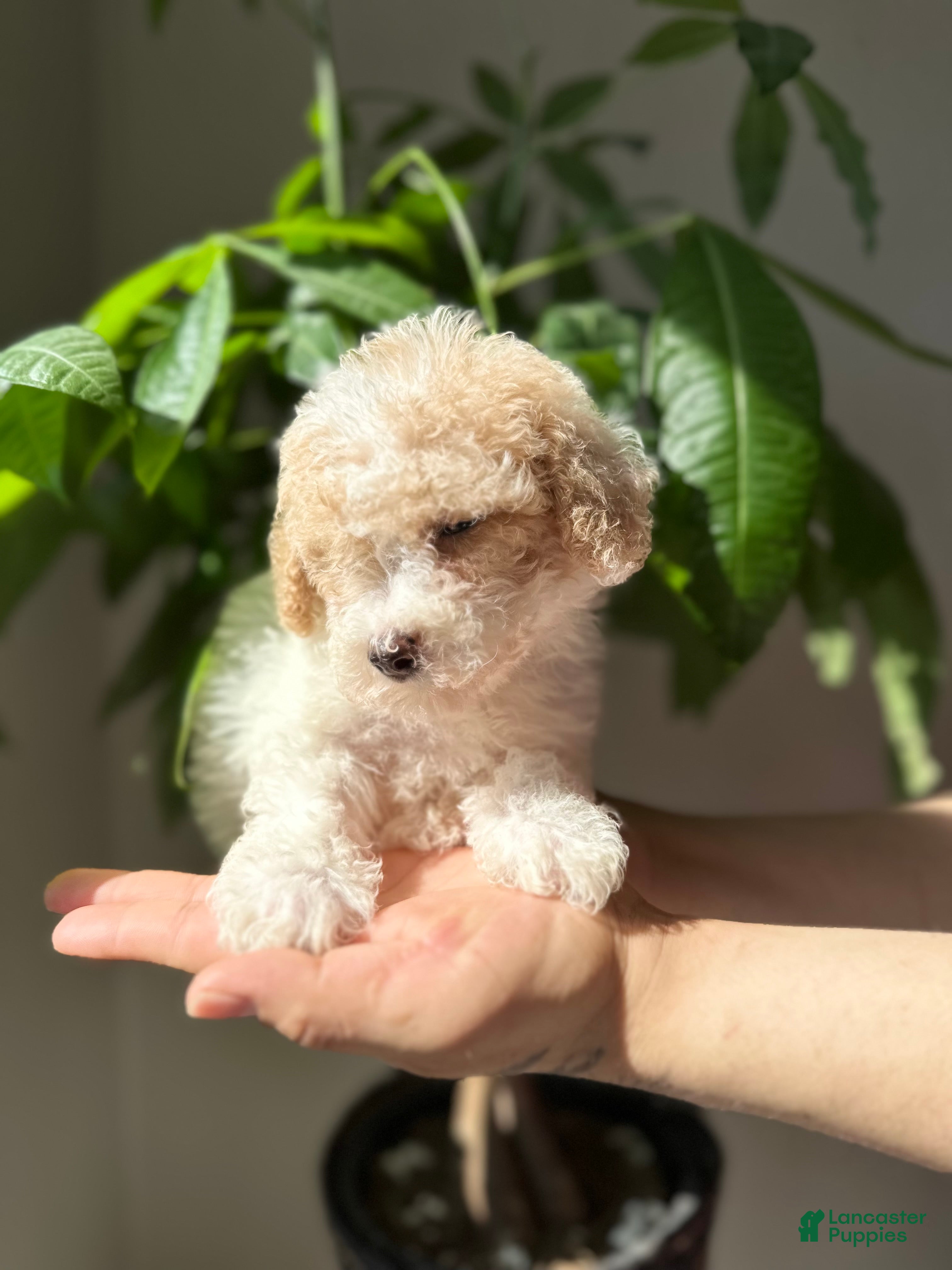 Maltipoo dogs for sale: Maltipoo 2 - Ad 2