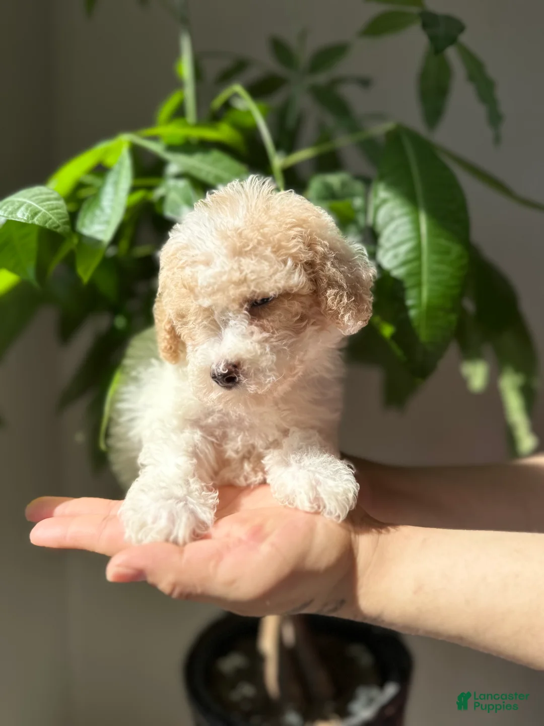 Maltipoo dogs for sale: Maltipoo 2 - Ad 1
