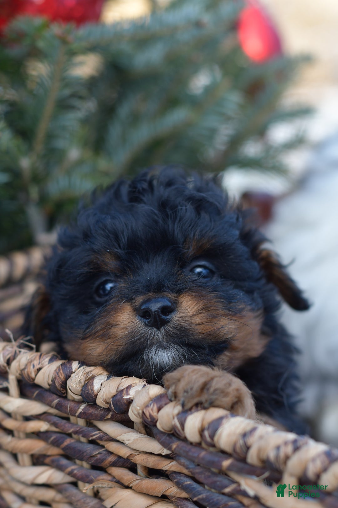 Mini Aussiedoodle dogs for sale: Grizzly - Ad 17