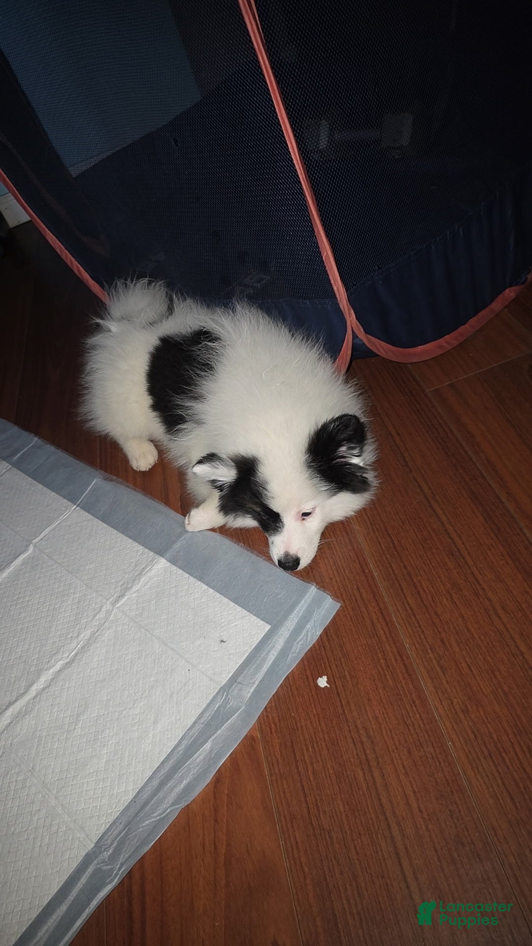 Pomsky dogs Pomsky Puppy 2 - Ad 34