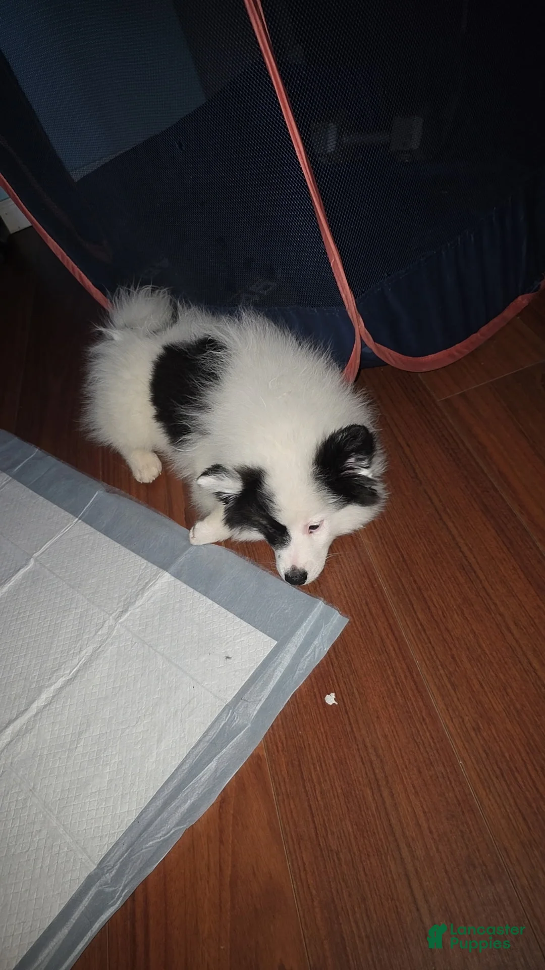 Pomsky dogs for sale: Pomsky Puppy 2 - Ad 1