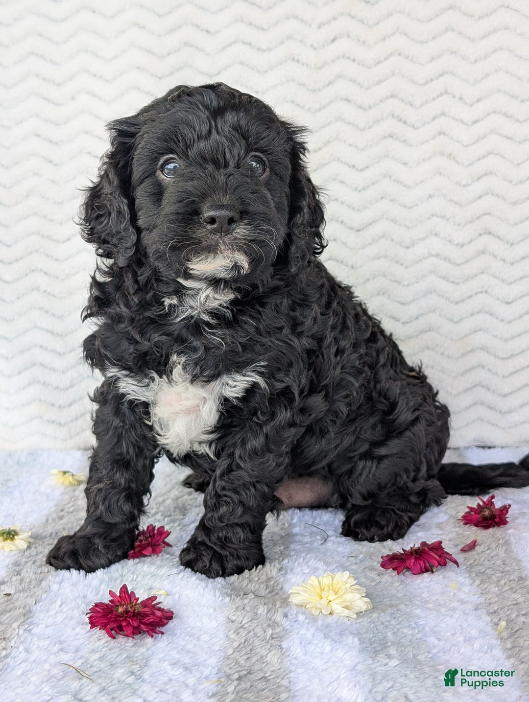 Cavapoo dogs for sale: Bodie - Ad 12