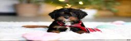 Cavapoo dogs for sale: Charlie - Ad 3