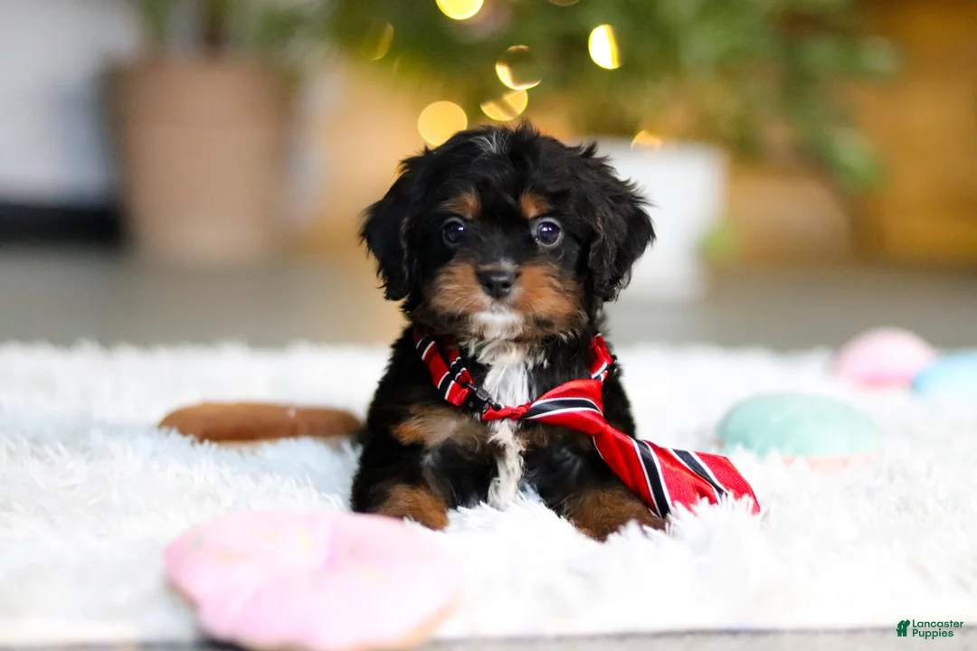 Cavapoo dogs for sale: Charlie - Ad 3