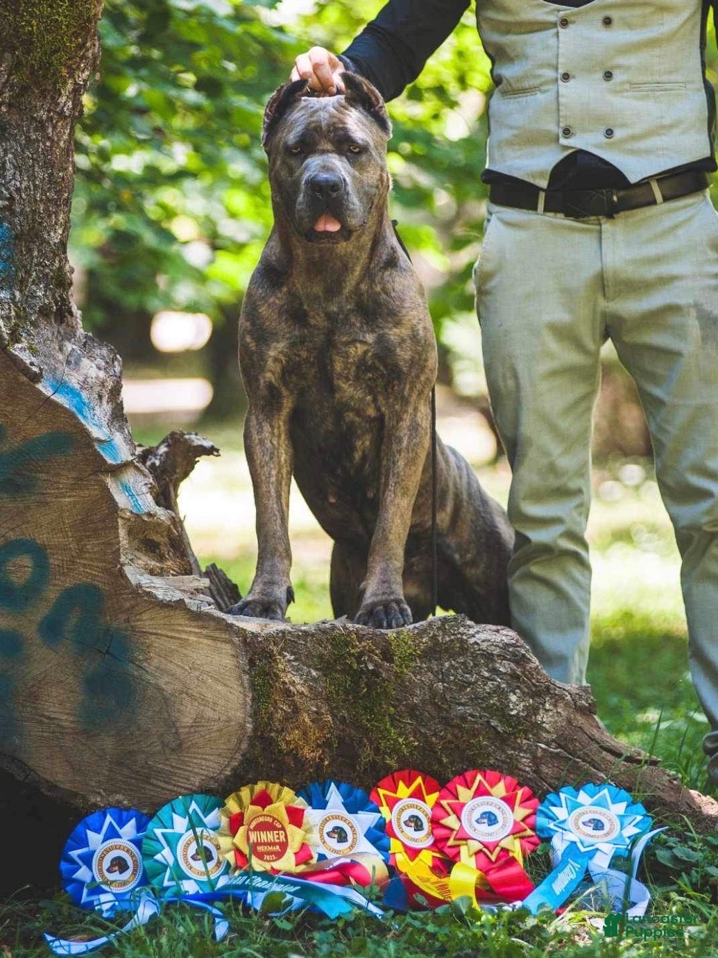 Cane Corso dogs Tesla - Ad 12