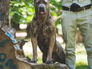Cane Corso dogs Tesla - Ad 12
