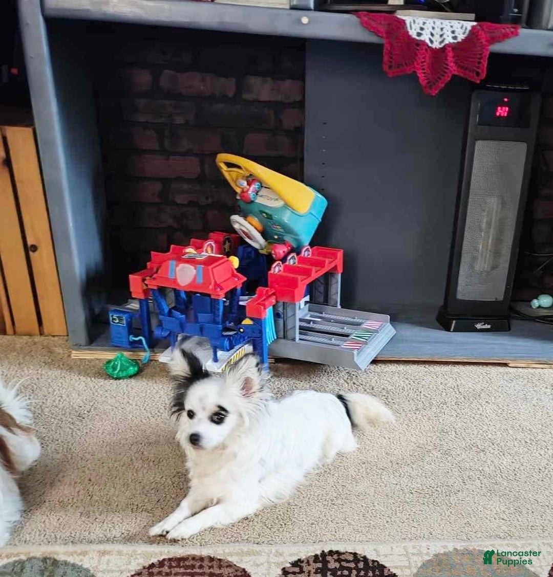 Papillon dogs for sale: Brandy - Ad 7